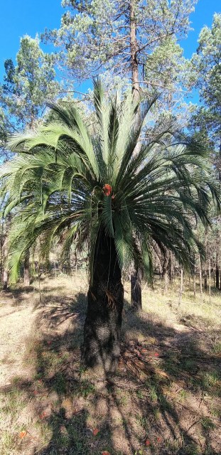 Dalziel, Y s.n., photo 7
