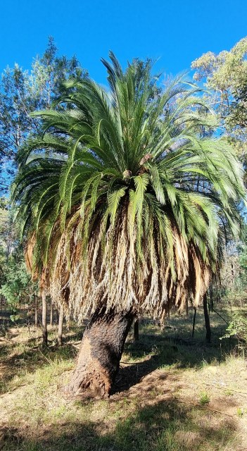 Dalziel, Y s.n., photo 14