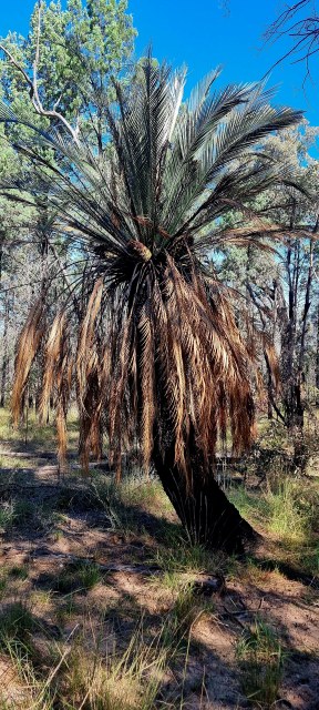 Dalziel, Y s.n., photo 6