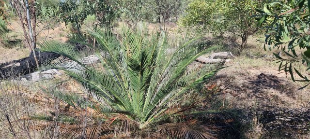 Dalziel, Y s.n., photo 28