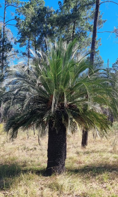 Dalziel, Y s.n., photo 22