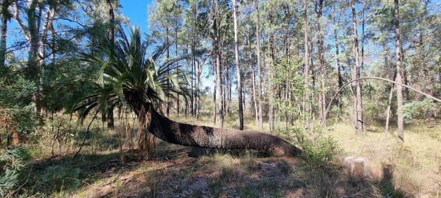 Dalziel, Y s.n., photo 11