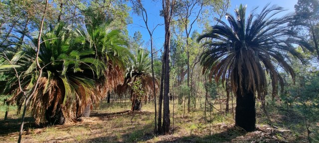 Dalziel, Y s.n., photo 24