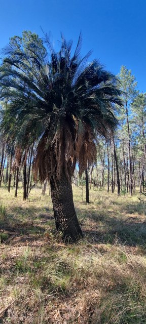 Dalziel, Y s.n., photo 10