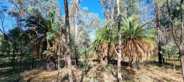 Dalziel, Y s.n., photo 5