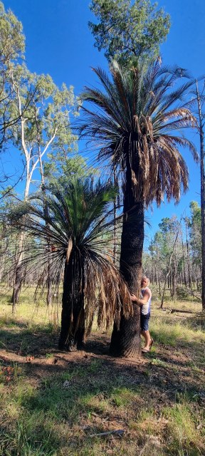 Dalziel, Y s.n., photo 9