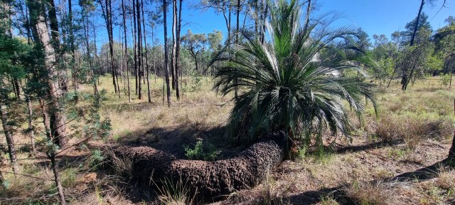 Dalziel, Y s.n., photo 27