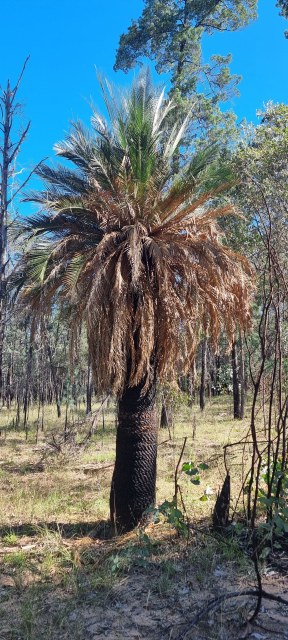 Dalziel, Y s.n., photo 12