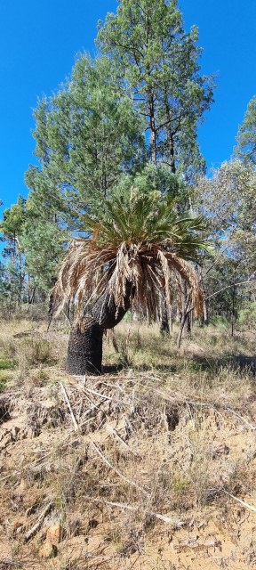 Dalziel, Y s.n., photo 16