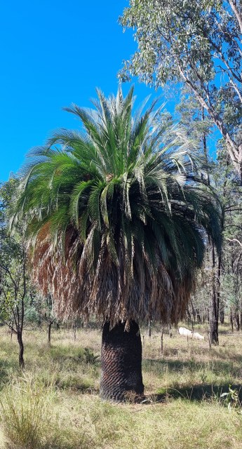 Dalziel, Y s.n., photo 15