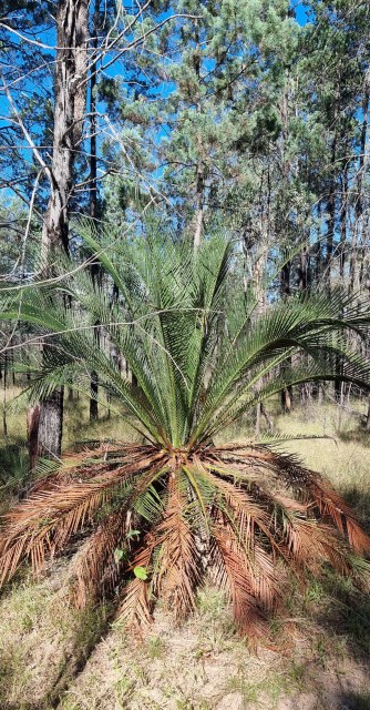 Dalziel, Y s.n., photo 21
