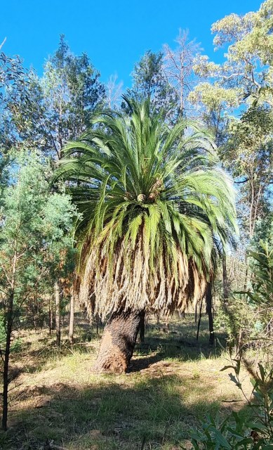 Dalziel, Y s.n., photo 20