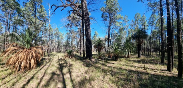Dalziel, Y s.n., photo 3