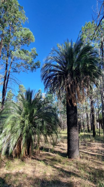 Dalziel, Y s.n., photo 31