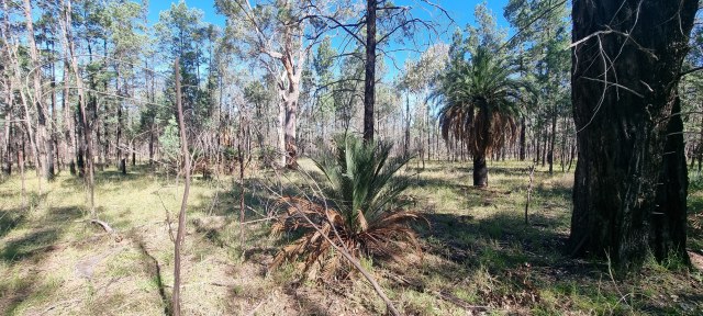 Dalziel, Y s.n., photo 25