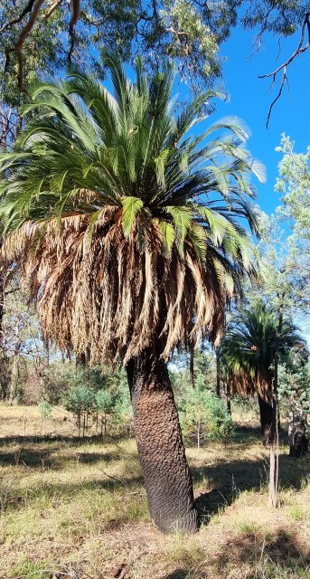 Dalziel, Y s.n., photo 13