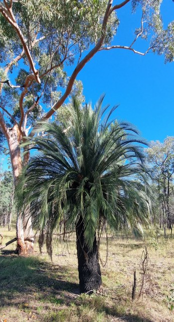 Dalziel, Y s.n., photo 19