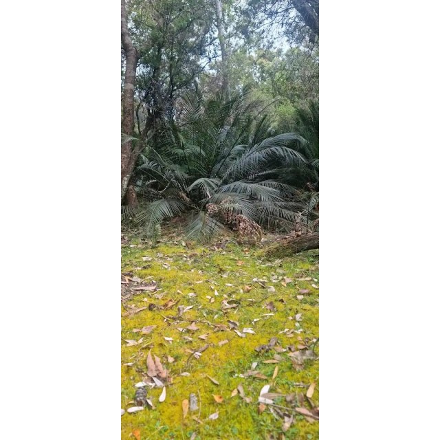 Yvonne Dalziel, photo 2