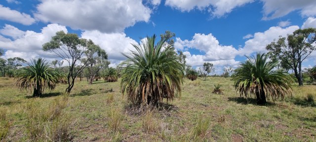 Dalziel, Y s.n., photo 3