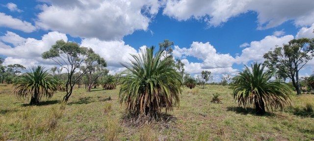 Dalziel, Y s.n., photo 8