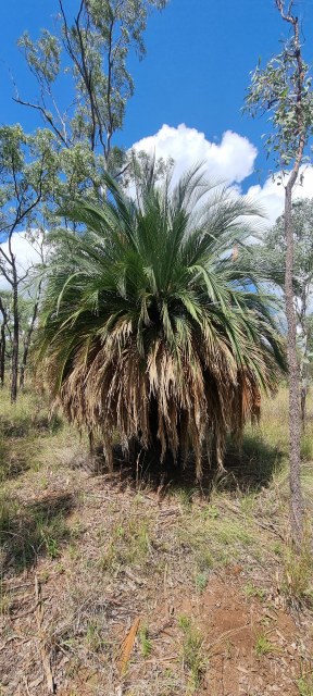 Dalziel, Y s.n., photo 7