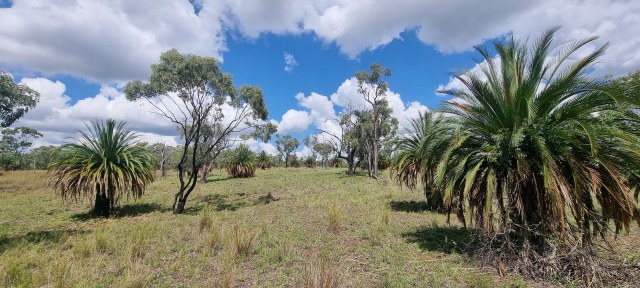 Dalziel, Y s.n., photo 10