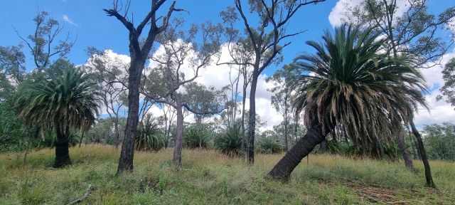 Dalziel, Y s.n., photo 5