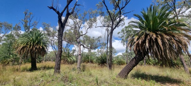 Dalziel, Y s.n., photo 11