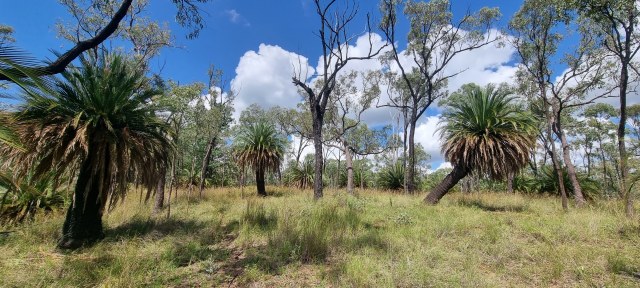 Dalziel, Y s.n., photo 1