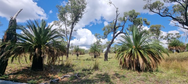 Dalziel, Y s.n., photo 2