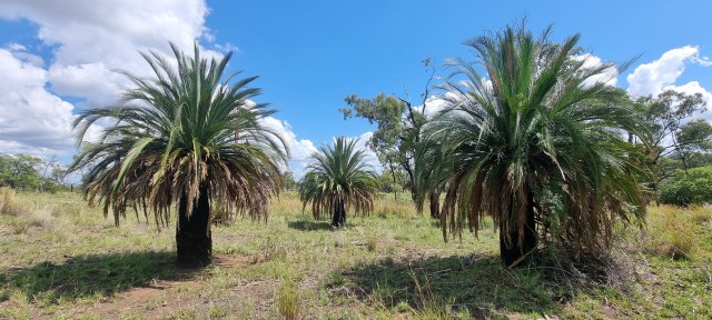 Dalziel, Y s.n., photo 4