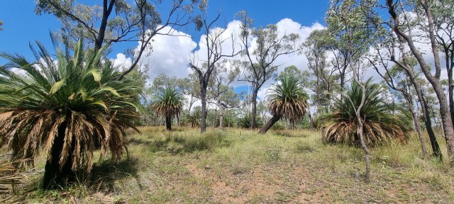 Dalziel, Y s.n., photo 9