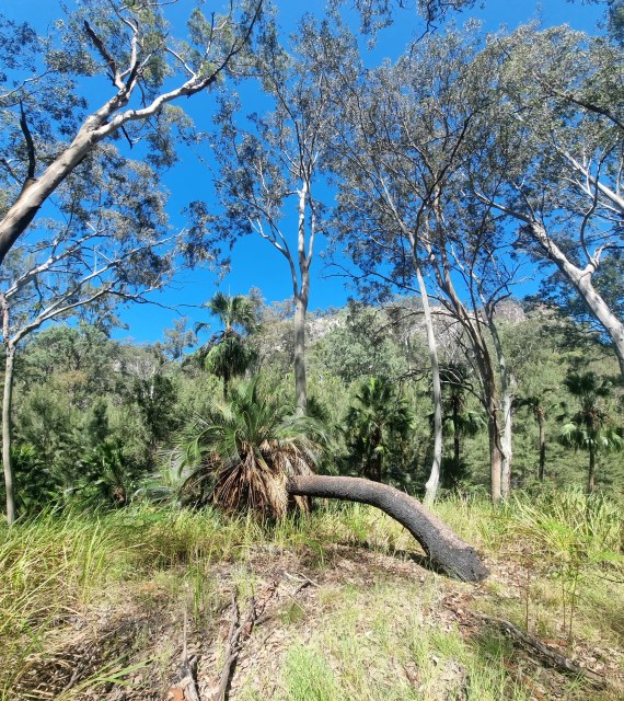 Dalziel, Y s.n., photo 3