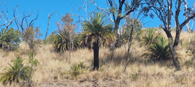 Dalziel, Y s.n., photo 5