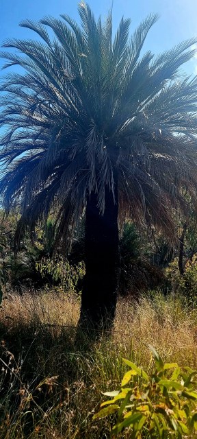 Dalziel, Y s.n., photo 4