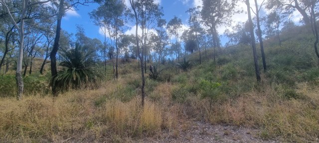 Dalziel, Y s.n., photo 3