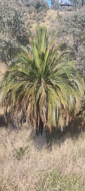 Dalziel, Y s.n., photo 7
