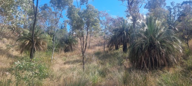 Dalziel, Y s.n., photo 1