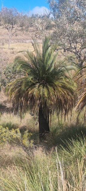 Dalziel, Y s.n., photo 2