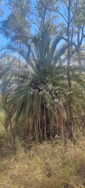 Dalziel, Y s.n., photo 8