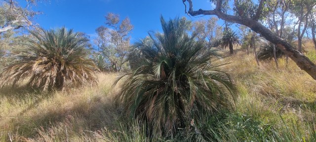Dalziel, Y s.n., photo 6