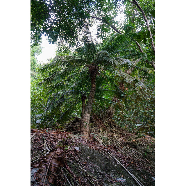 Chacko, RP, photo 1