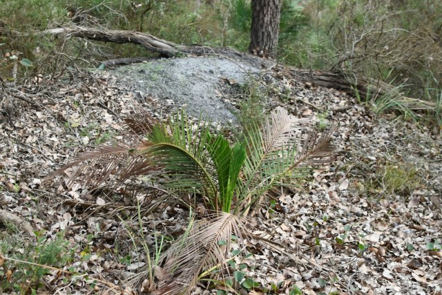 Em Lamond, photo 3