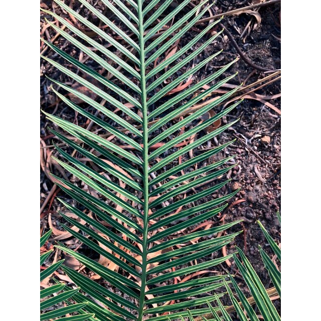Osborne, R, photo 9