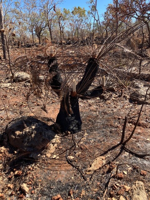 Roy Osborne, photo 2